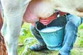 “Якщо корову в брудній стайні доять у брудне відро брудними руками... Таке молоко ніколи не буде якісним”