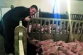 «Є люди, які вночі йдуть до холодильника. Так само є свині, які вночі хочуть їсти»