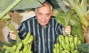 Садок бананів коло хати…