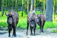 В гостях у короля пущі