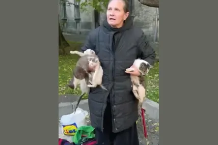 «Домівці Врятованих Тварин» із цими котиками поводяться значно краще... Скріншот відео «Домівки Врятованих Тварин»
