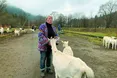 «Дві Катерини» рятують своїх кіз від нашестя вовків