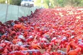 Краби спричинили незручності водіям, скелелазам, пляжникам…