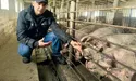 Ексадвокат вирощує свиней