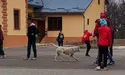 «Цього разу собака врятувався, у нього кличка Лаккі. Йому пощастило!»
