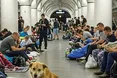 Бездомний пес Мишко ховається від ракет у метро