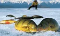 У лютому – риба балувана…