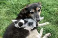 Собача солідарність — до останнього подиху…