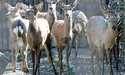 Везли у тісній автівці, наче живий товар…