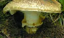За грибами-корбанами шукають люди і... кабани