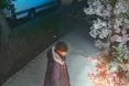 У Львові розшукали жінку, яка підпалила декор на фасаді магазину