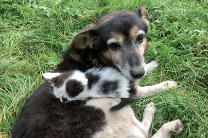Собача солідарність&nbsp;&mdash; до останнього подиху&hellip;