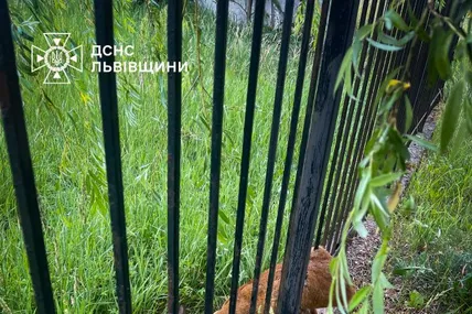 Фото: ДСНС