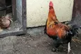 Дика качка стала… свійською