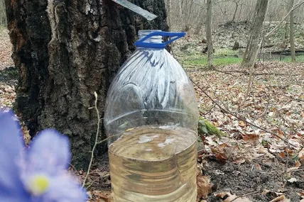 Берези уже діляться з людьми своїми дарами... Фото автора