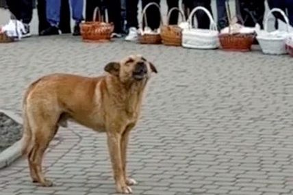 У Хвилину мовчання пес виливає свою тугу