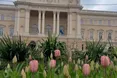 Двісті тисяч тюльпанів створюють теплу весняну атмосферу у Львові