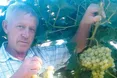 Ваговитий виноград із Виноградного