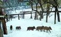 Дикі поросятка полюбляють шкірки від мандаринів