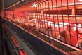 На перепелиній фермі розмовляють пошепки: від шуму пташки перестануть нести яйця...