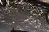 Нещасний випадок у Шептицькому районі: підліток травмувався, катавшись на тюбінгу за кінним возом