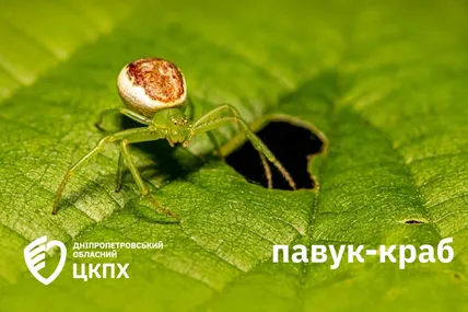 Фото: ДУ"Дніпропетровський обласний центр контролю та профілактики хвороб МОЗ"