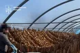 На Тернопільщині викрили незаконне виробництво тютюну: вилучили понад 3,3 тонни сировини