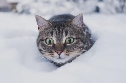 Фото з мережі