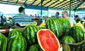Кавуни по 12 гривень, але попит невеликий