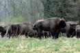 Карпатським зубрам докупили кормів