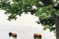 У корів також є «банні дні». І це не примха — потреба