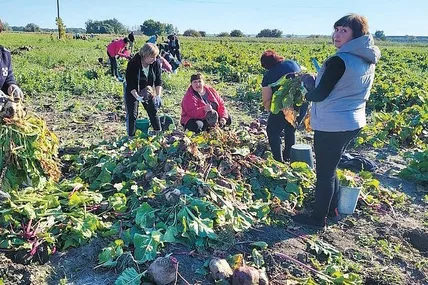 Жителі громади дружно збирають столові буряки. Фото із Фейсбук-сторінки Троїцької громади.