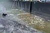Горбатого кита Тіммі повернули з Балтики в Північне море після складної рятувальної операції