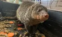 Мангуст може вполювати кобру