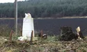 Старі придорожні дерева падають на святині. І на людей