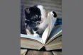 Коти-бібліомани прищеплюють дітям любов до книг