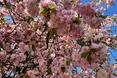 Ужгород квітне сакурами і магноліями! (фото)