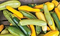 Кабачок – комора вітамінів