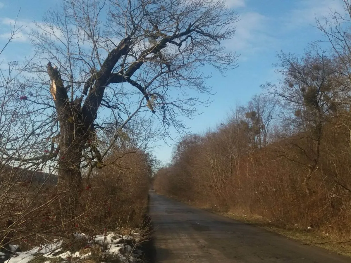 Ці дерева вже віджили своє. Не дай, Боже, щоб своїм падінням вони ще й комусь відібрали життя...Фото автора.