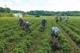 Поміж дубів та сосен росте городина