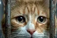 Із полону визволив і кота