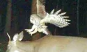 Хтось по ночах спить, а вони — полюють