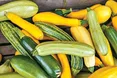 Кабачок – комора вітамінів