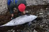 У Чорному морі загинули 32 дельфіни через розлив мазуту з російських танкерів