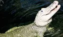 Крім м’яса, крокодил харчувався… монетами