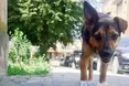 Освіжився сам — допоможи тваринам!
