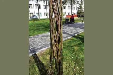 На вітчизняних маркетплейсах таке деревце коштує у межах 500 гривень. Фото авторки