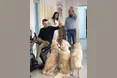 Золотисті ретривери лікують воїнів