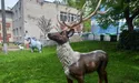 Олень, корова, кінь, кабанчик…