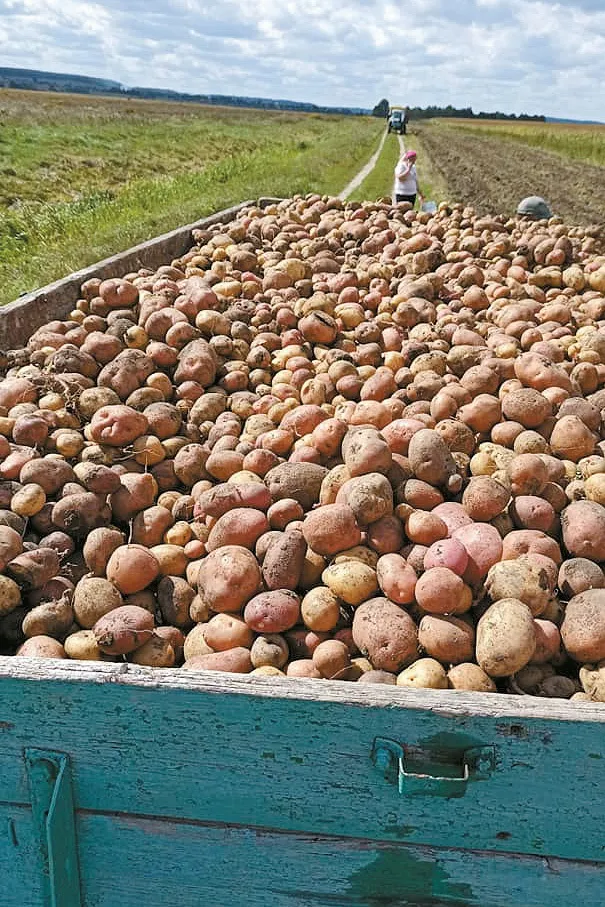 Вирощену бульбу сельчани відправлять у соціальні заклади, воїнам, тимчасово переміщеним особам.